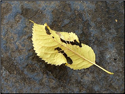 ghost leaf