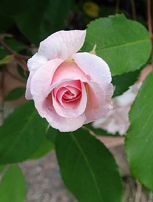 Cecil Bruner Rose