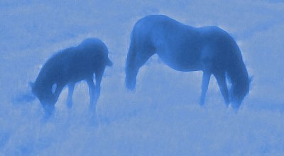 Blue Horses