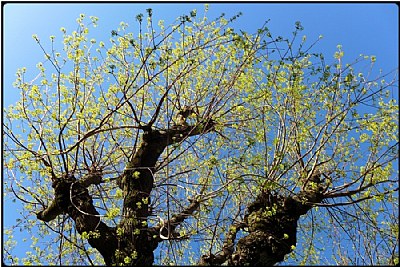 springbloom trees