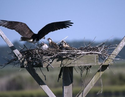 Feeding Young