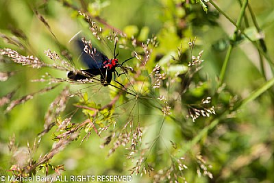 Tiger Moth