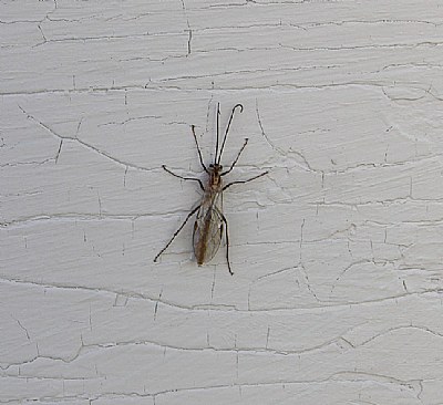 Ichneumon