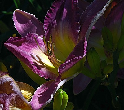 purple lily-early sun