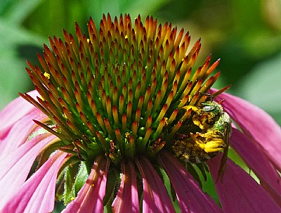 echinacea and friend