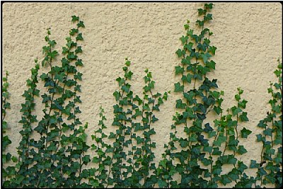 ivy-wall