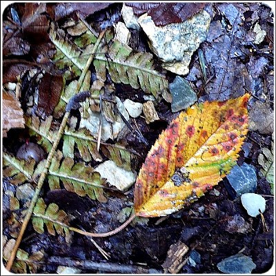 wabisabi-leaf still