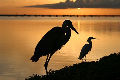 Silhouettes