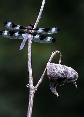 Dragonfly on Milkweed