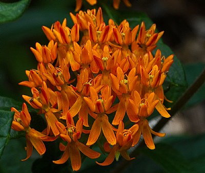 butterfly weed