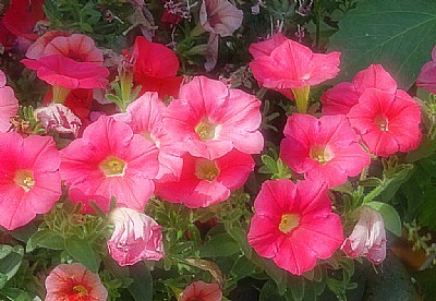 Pink Petunias