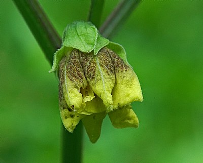 tomatillo