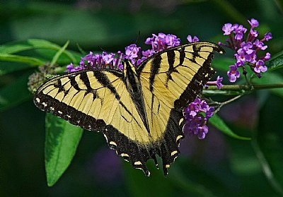 yellow swallowtail and its bush