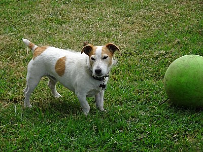 Jack Russell Terrier