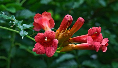 trumpet flower