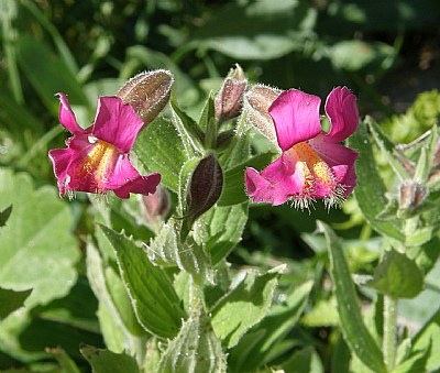 Monkey Flower