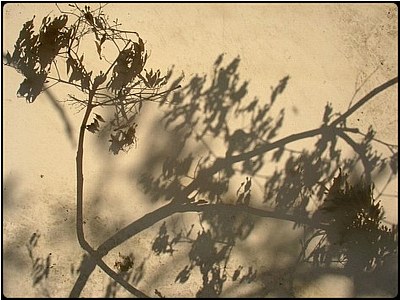 shadow plants