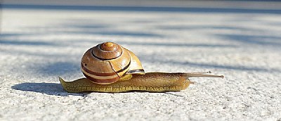 snail