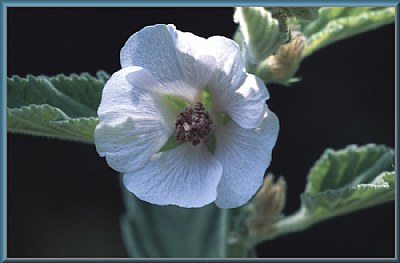 Marshmallow Flower