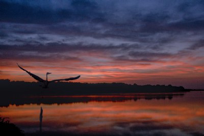 Sunrise with Heron