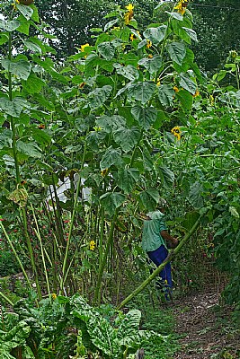 sunflower jungle