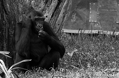 Western Lowland Gorilla Infant