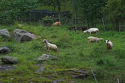 Katahdin sheep!