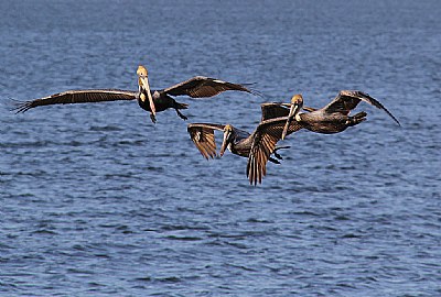 Golden Birds