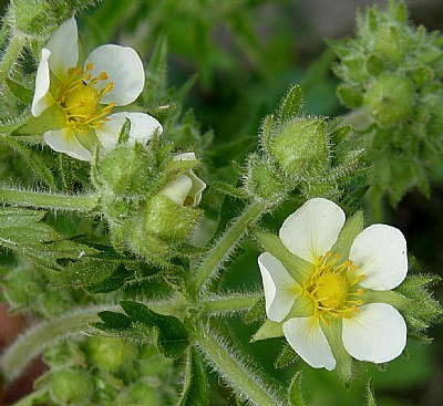 Cinquefoil