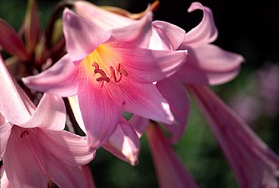 Pink Lilies