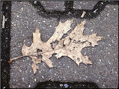 torn leaf still