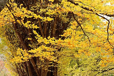 Yellow Leaves