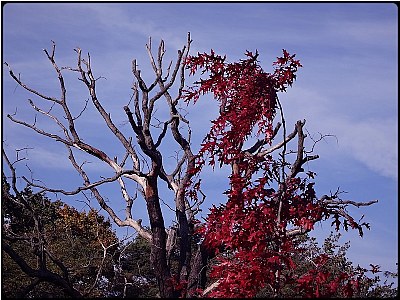 the red and the dead tree
