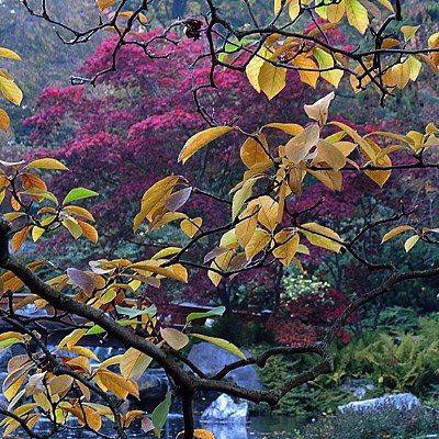 yellow leaves