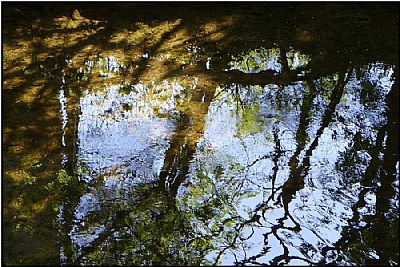 tree in the water 3