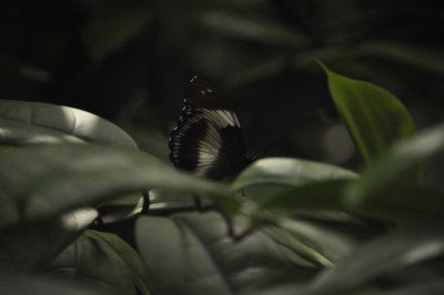 Elusive Butterfly
