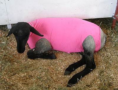 Pink Lamb