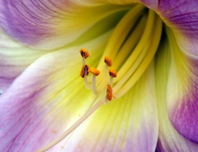 Inside A Lily