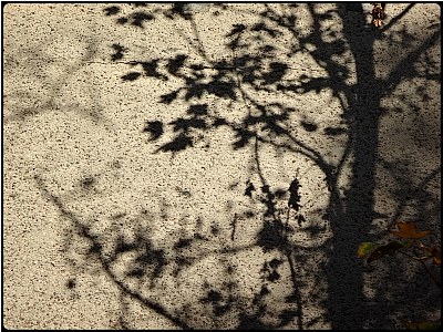shadow tree