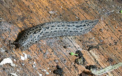 Leopard Slug