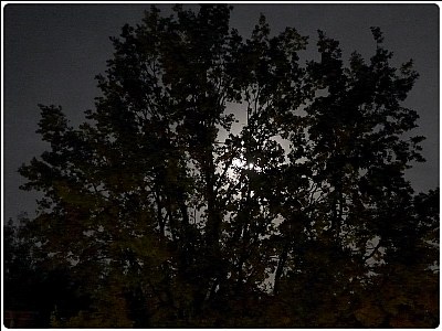 nightly tree