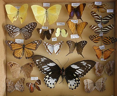 Box of Butterflies