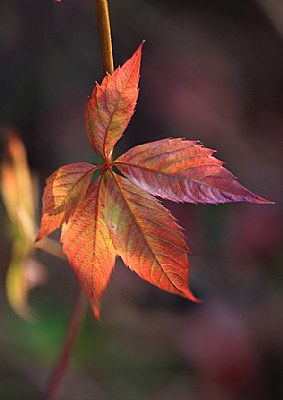 An Autumn leaf