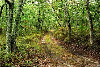 A Country Lane