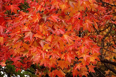 Red Orange Maple Leaves