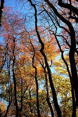 Backlit Fall Trees