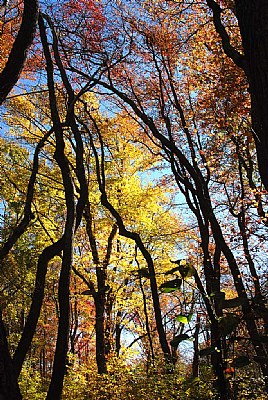 Backlit Fall Trees 2