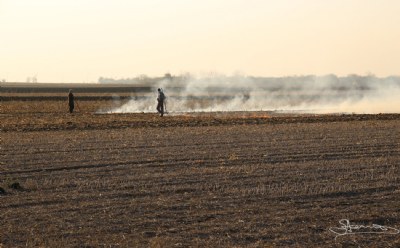 Stubble burning