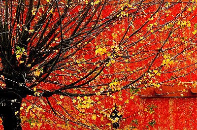 Gold Leaves against Red Building