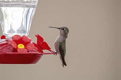 When Hummingbird Feed